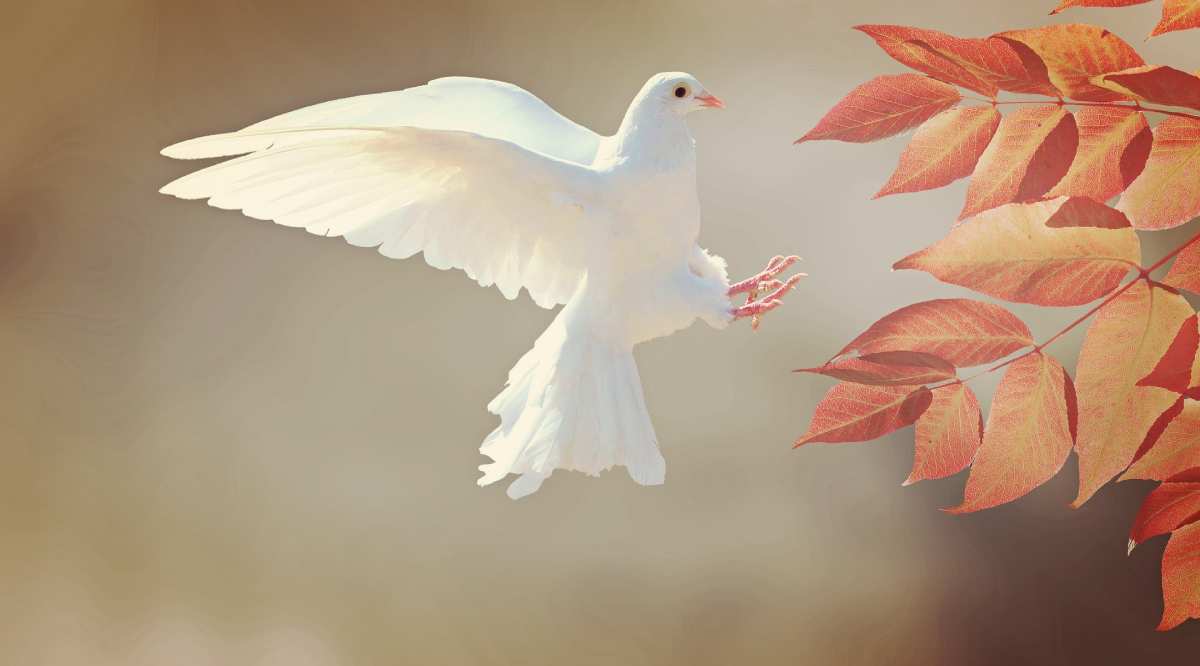 Dove-background Dove-background